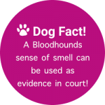 dogfactbloodhounds