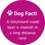dogfactgreyhound